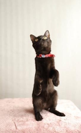 黒猫 スタチュー 赤いバッグ付き 赤い首輪がよく似合うキュートな黒猫女子 | 雑種（ミックス猫