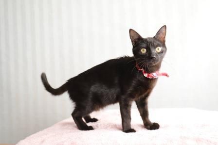 黒猫 スタチュー 赤いバッグ付き 黒猫ストライプ柄-ぬばたま-あおりがま口バッグ・赤色 | Zeppink