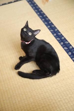 黒猫 スタチュー 赤いバッグ付き 赤い首輪がよく似合うキュートな黒猫女子 | 雑種（ミックス猫