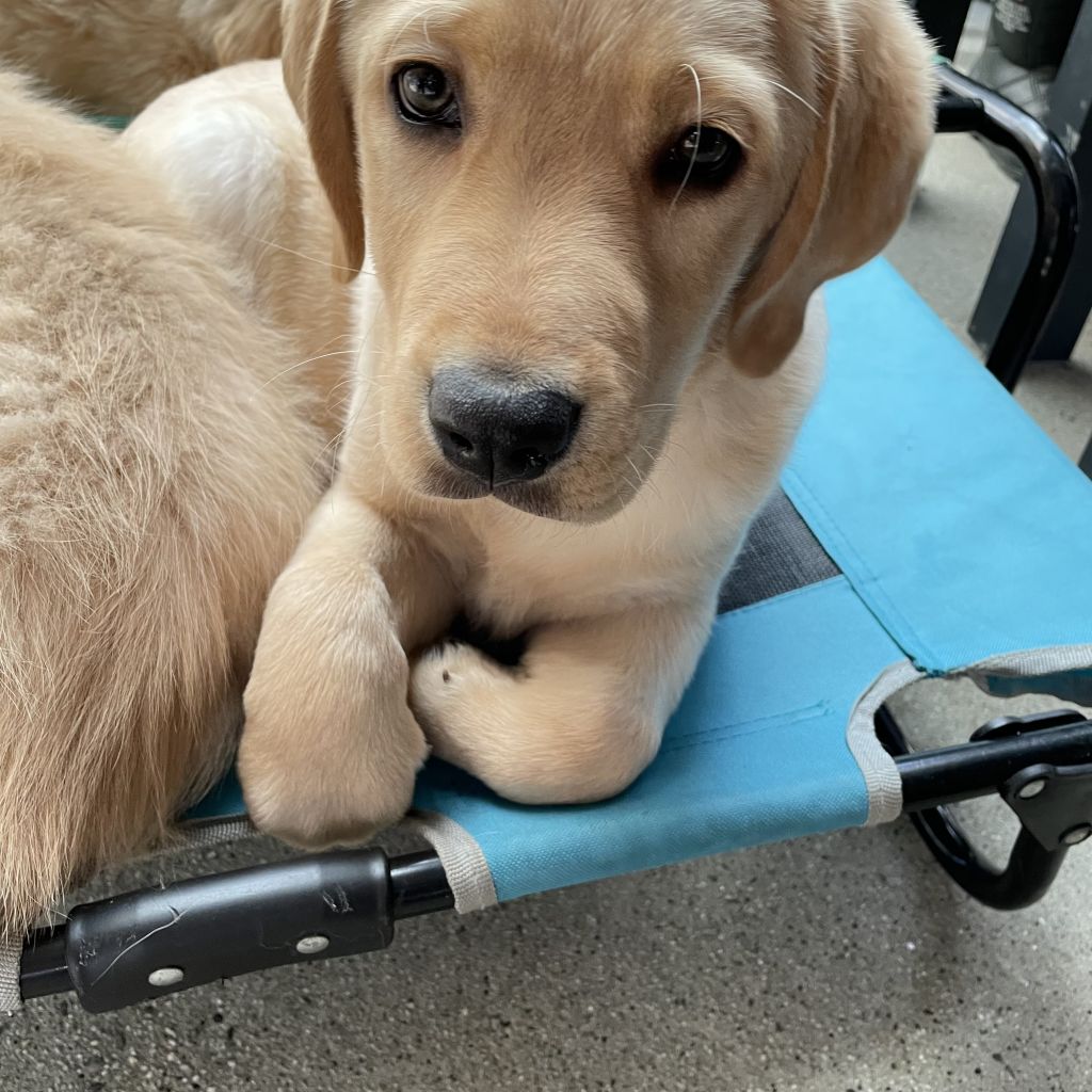 気の弱いあやたかです ラブラドール レトリーバー おっぽの会 保護犬 保護猫の里親募集サイトならomusubi お結び