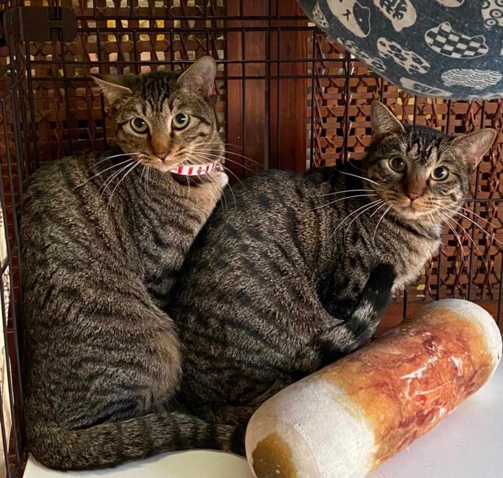 福まる&豆まる