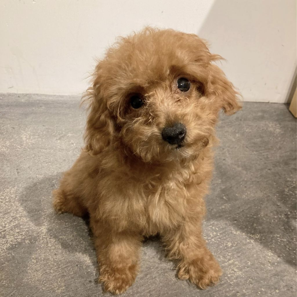 元気いっぱいなトイプーくんです トイプードル 保護犬団体 肉球レンジャー 保護犬 保護猫の里親募集サイトならomusubi お結び