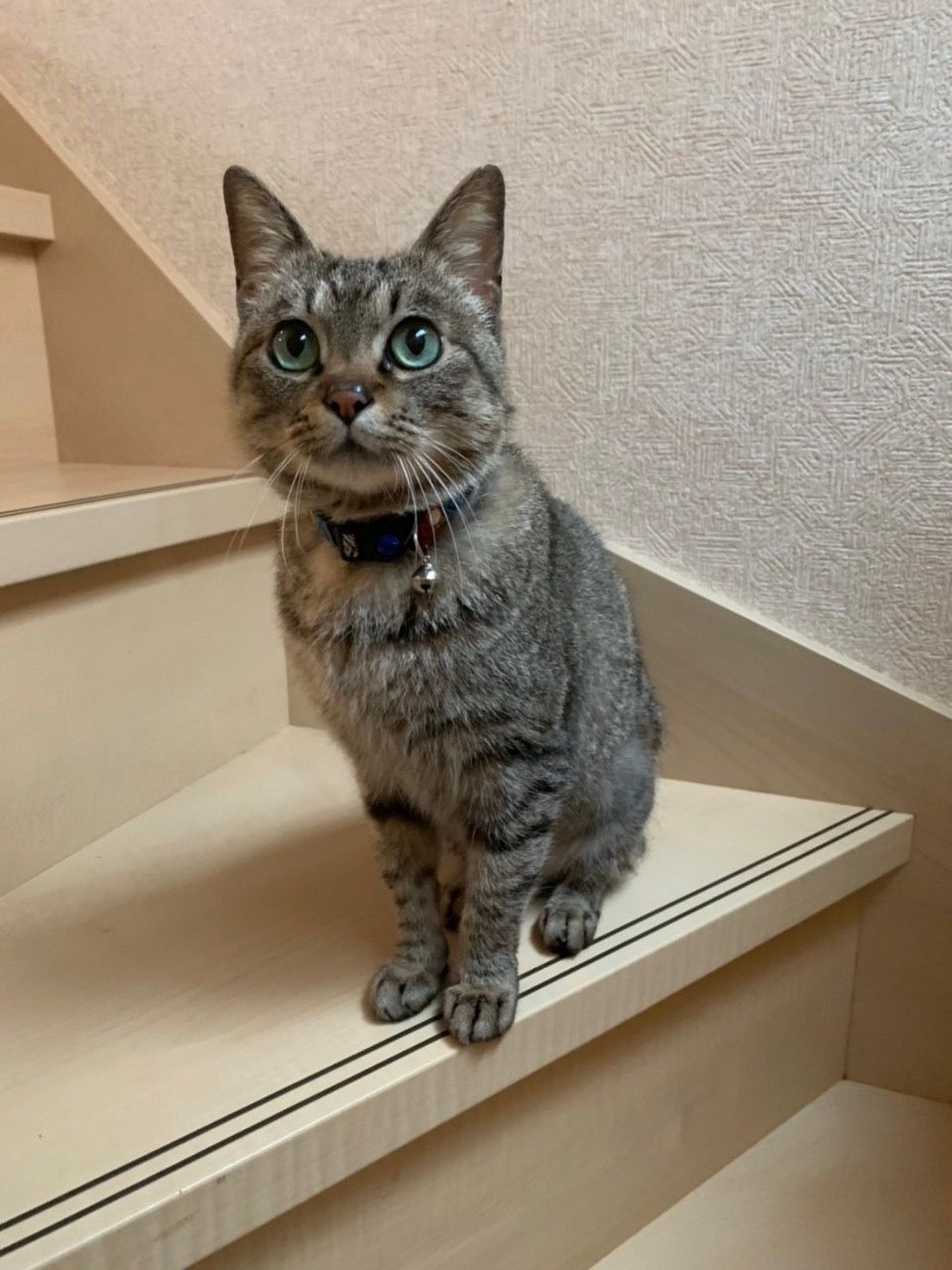 https://s3-ap-northeast-1.amazonaws.com/dev.ribbon-s3-jpn/image-pet-12121-20220426202654-0.jpeg