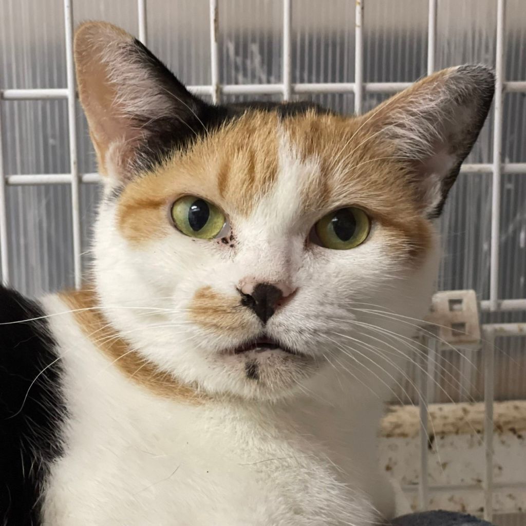 穏やかで甘えるのが好き 雑種 ミックス猫 Cat Link 保護犬 保護猫の里親募集サイトならomusubi お結び