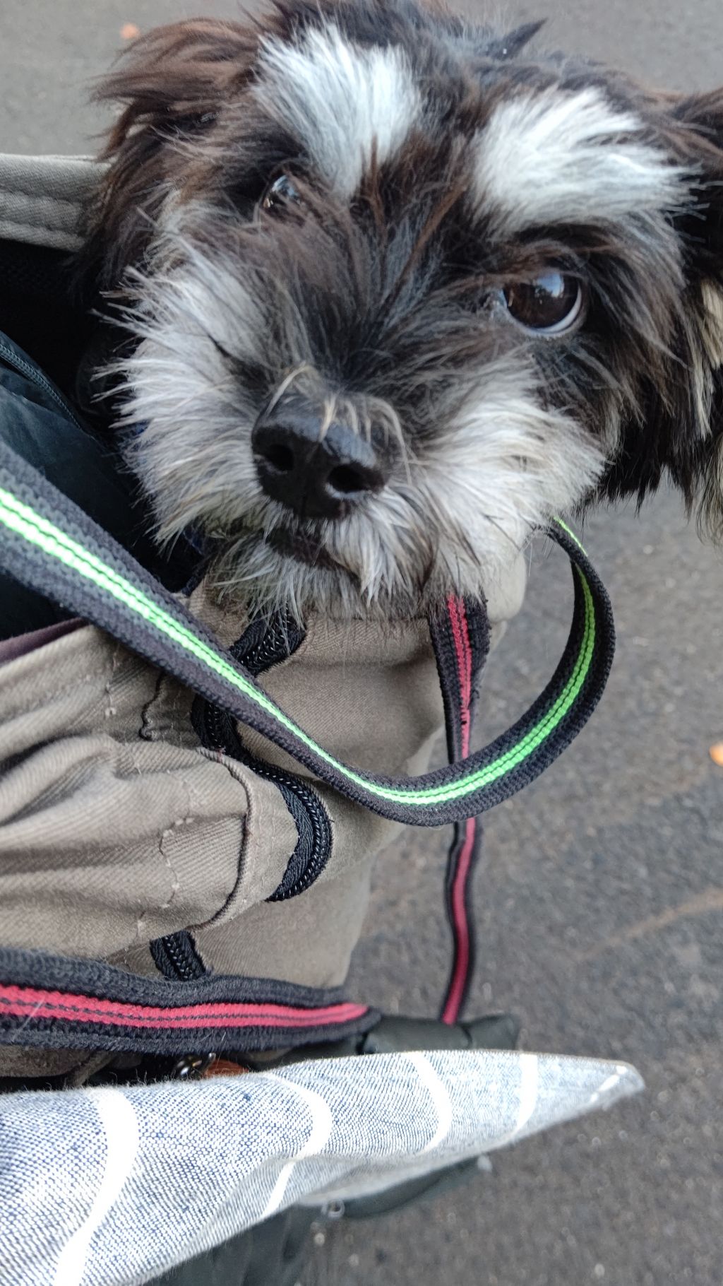 天真爛漫でエネルギッシュなかまってちゃん 雑種 ミックス犬 特定非営利活動法人アグリドッグレスキュー 保護犬 保護猫の里親募集サイトならomusubi お結び