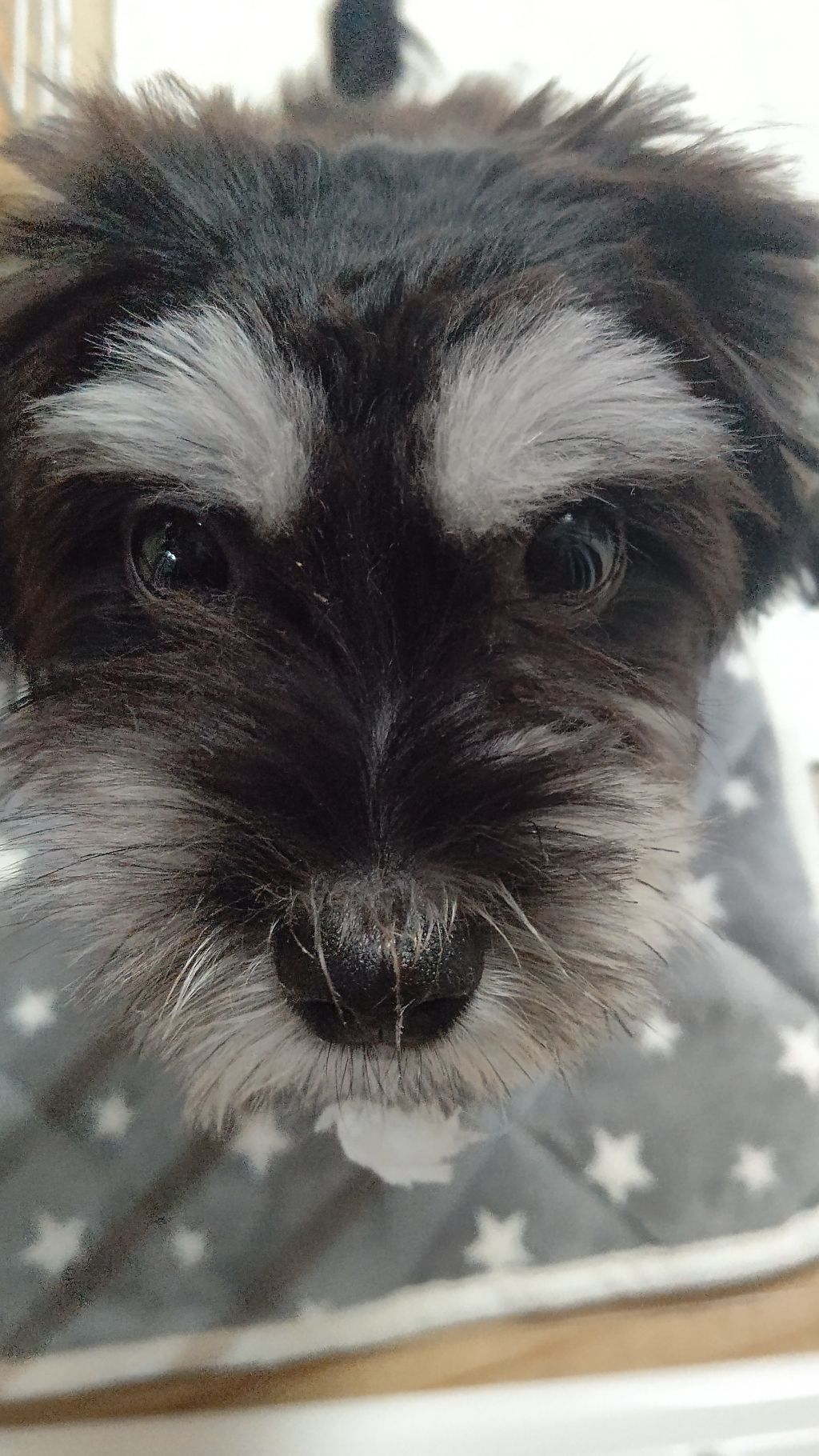 天真爛漫でエネルギッシュなかまってちゃん 雑種 ミックス犬 特定非営利活動法人アグリドッグレスキュー 保護犬 保護猫の里親募集サイトならomusubi お結び