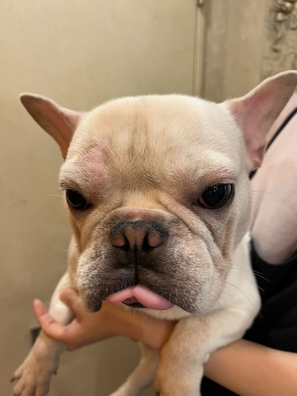 弱虫かばちゃん フレンチ ブルドッグ Wing 保護犬 保護猫の里親募集サイトならomusubi お結び