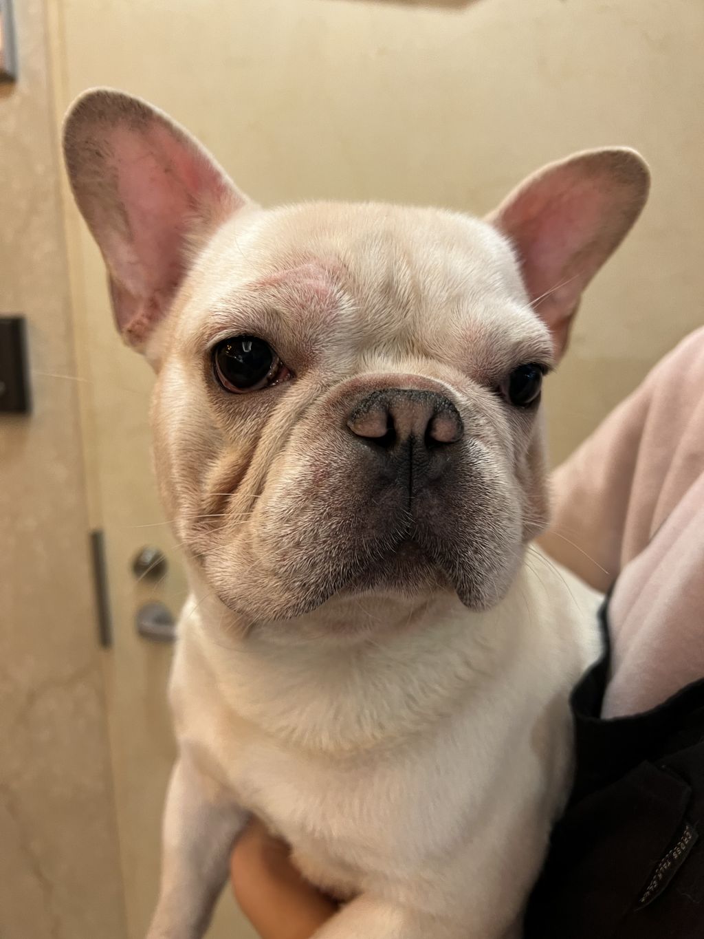 弱虫かばちゃん フレンチ ブルドッグ Wing 保護犬 保護猫の里親募集サイトならomusubi お結び