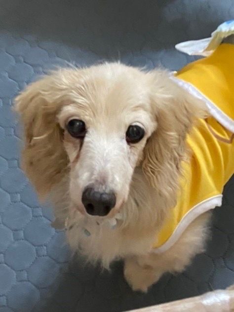 https://s3-ap-northeast-1.amazonaws.com/dev.ribbon-s3-jpn/image-pet-12280-20220322001328-0.jpeg