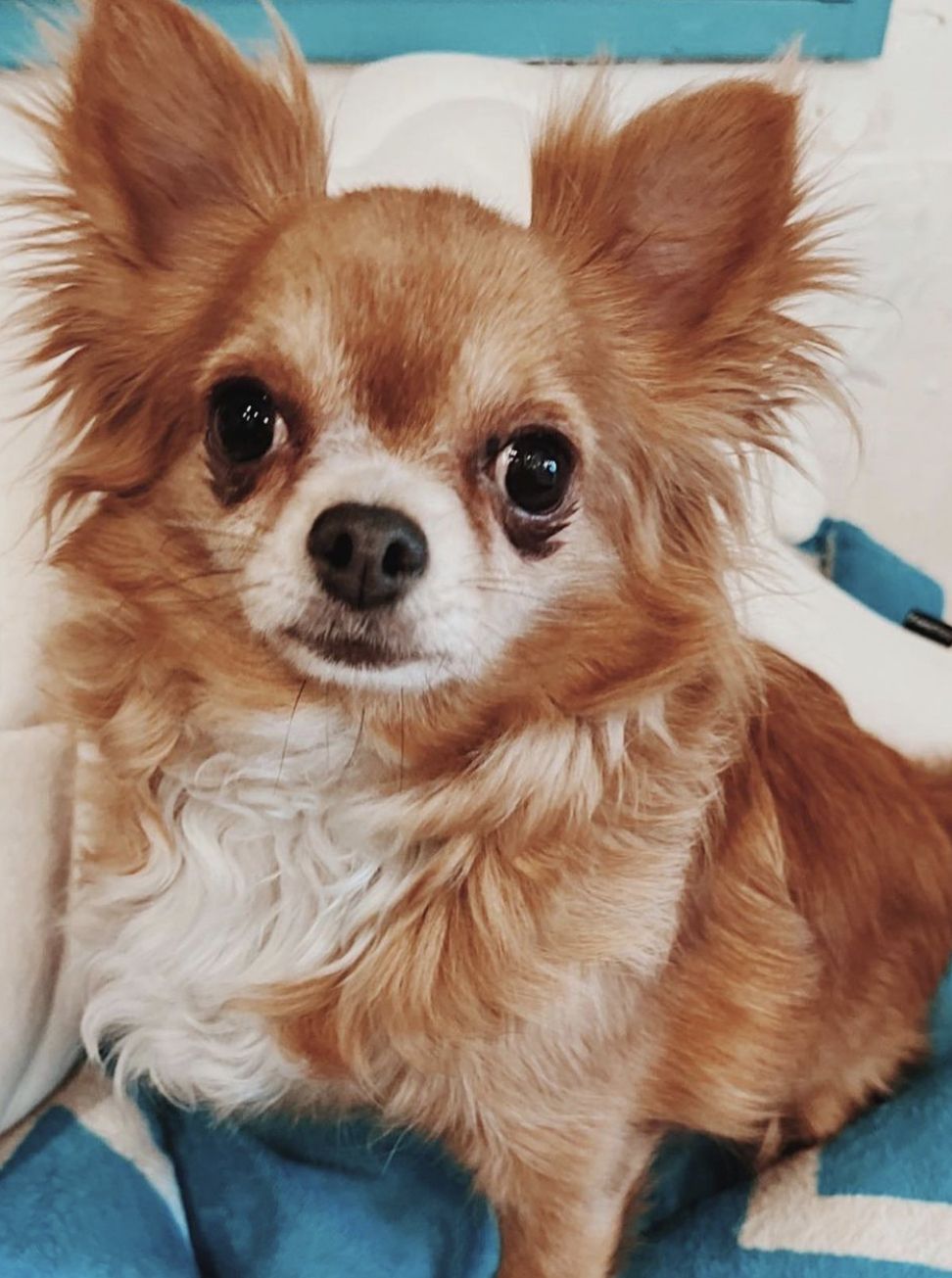 滋賀 犬の里親募集情報 Omusubi 審査制の保護犬猫マッチングサイト