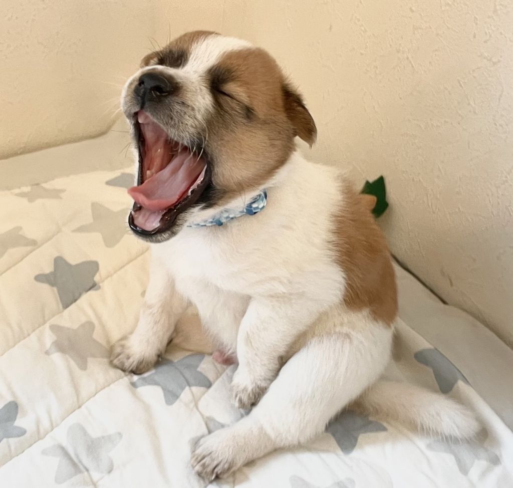 食べるの大好き ミックスの男の子パー 雑種 ミックス犬 特定非営利活動法人アグリドッグレスキュー 保護犬 保護猫の里親募集サイトならomusubi お結び