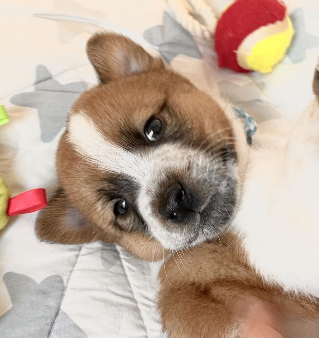 食べるの大好き ミックスの男の子パー 雑種 ミックス犬 特定非営利活動法人アグリドッグレスキュー 保護犬 保護猫の里親募集サイトならomusubi お結び