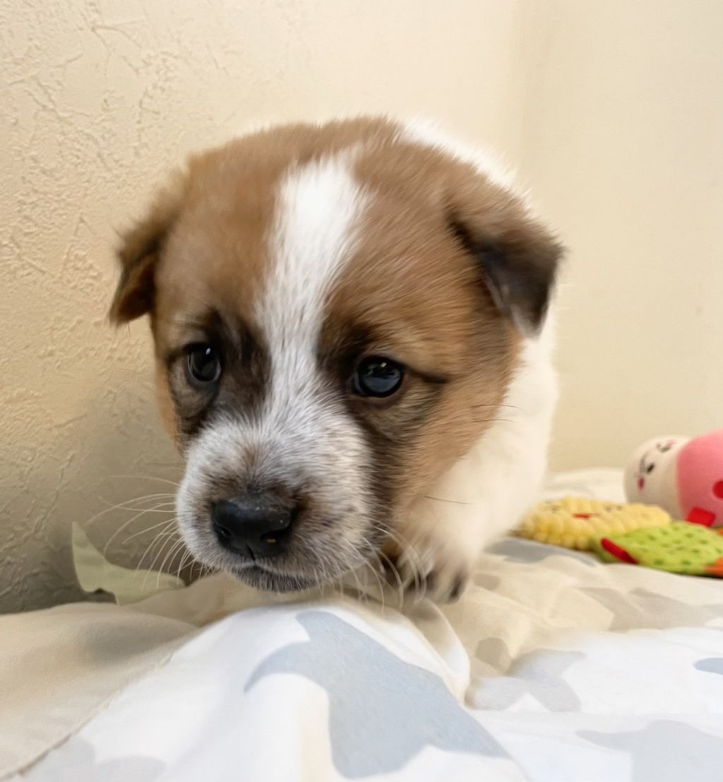 食べるの大好き ミックスの男の子パー 雑種 ミックス犬 特定非営利活動法人アグリドッグレスキュー 保護犬 保護猫の里親募集サイトならomusubi お結び