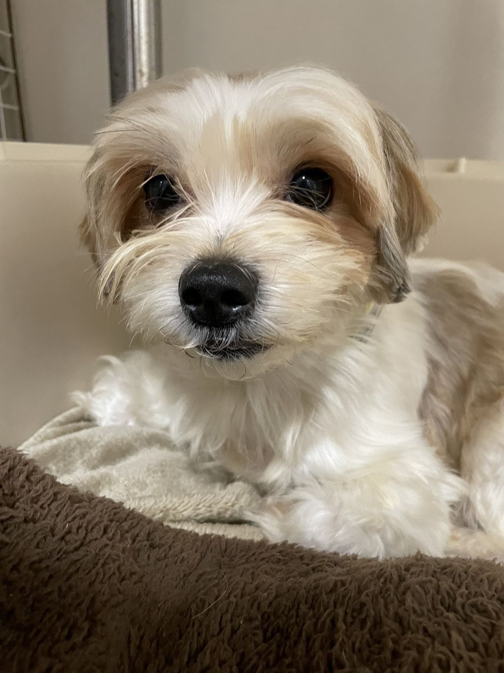 雑種 ミックス犬 犬の里親募集情報 Omusubi 審査制の保護犬猫マッチングサイト