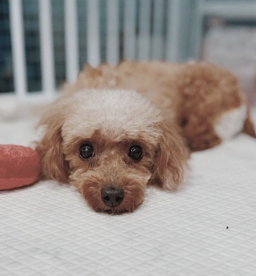 大阪 犬の里親募集情報 Omusubi 審査制の保護犬猫マッチングサイト