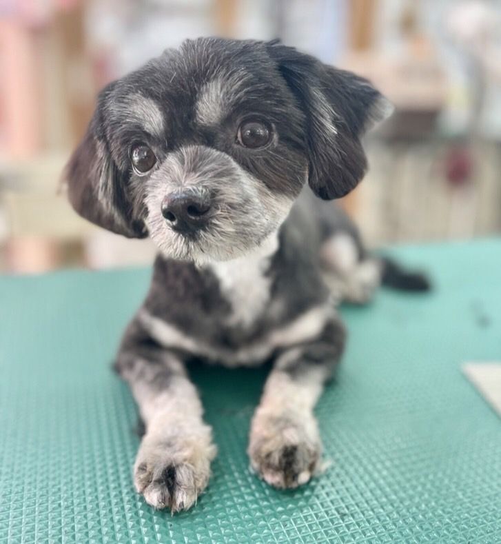 ちょっぴり人見知りさんなマルチーズmixの女の子シャイン 雑種 ミックス犬 特定非営利活動法人アグリドッグレスキュー 保護犬 保護猫の里親募集サイトならomusubi お結び