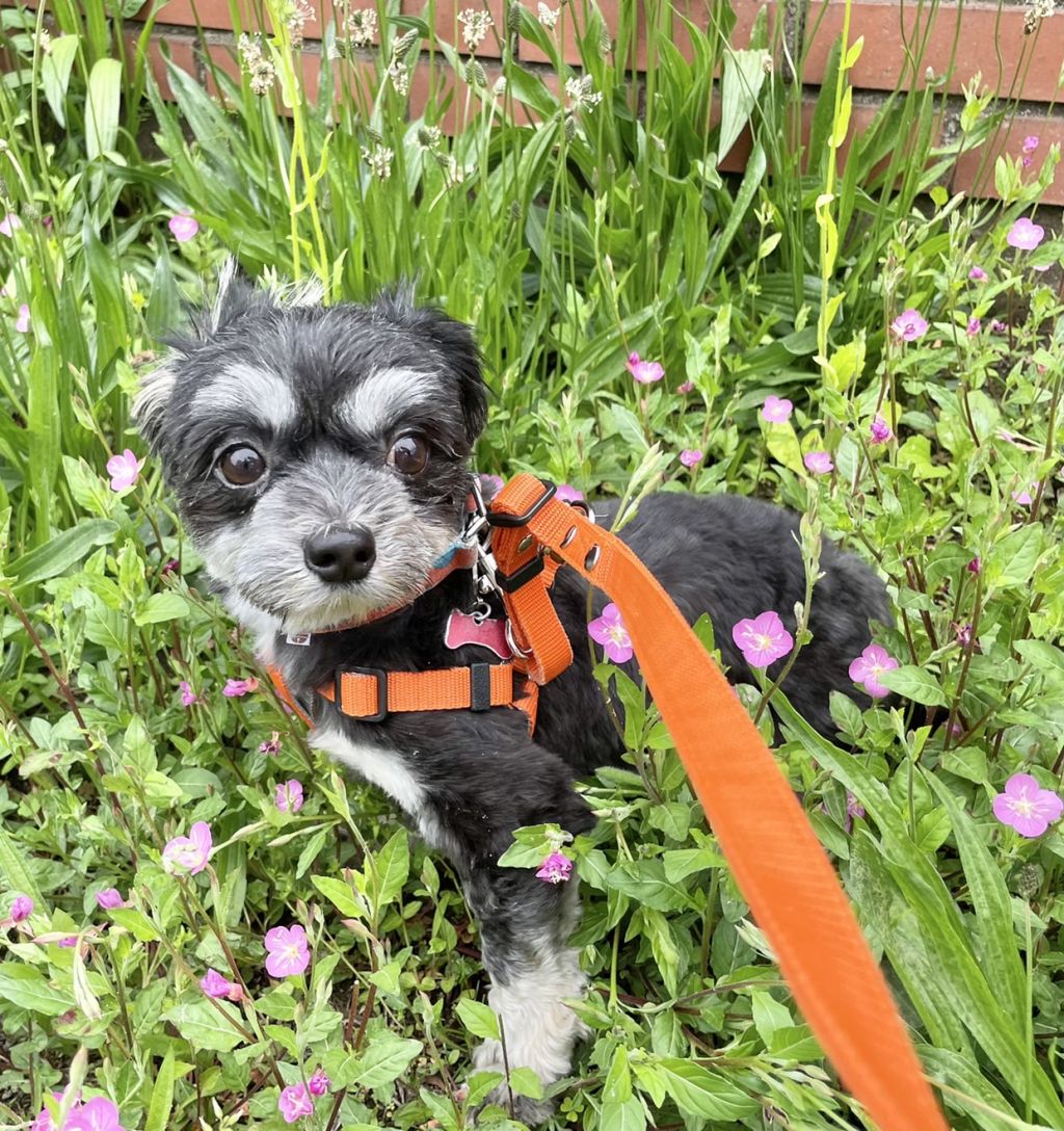 ちょっぴり人見知りさんなマルチーズmixの女の子シャイン 雑種 ミックス犬 特定非営利活動法人アグリドッグレスキュー 保護犬 保護猫の里親募集サイトならomusubi お結び