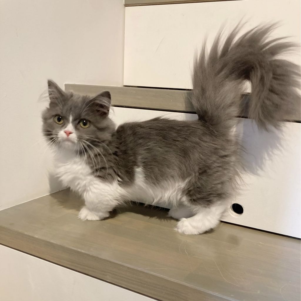 ミヌエット 遊ぶのも甘えるのも一生懸命 ナポレオン 保護犬団体 肉球レンジャー 保護犬 保護猫 の里親募集サイトならomusubi お結び