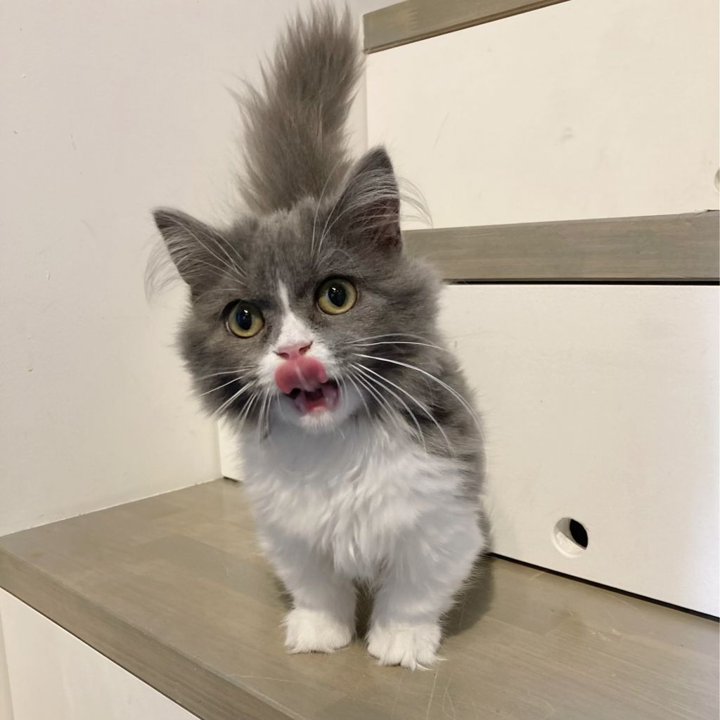 ミヌエット 遊ぶのも甘えるのも一生懸命 ナポレオン 保護犬団体 肉球レンジャー 保護犬 保護猫 の里親募集サイトならomusubi お結び