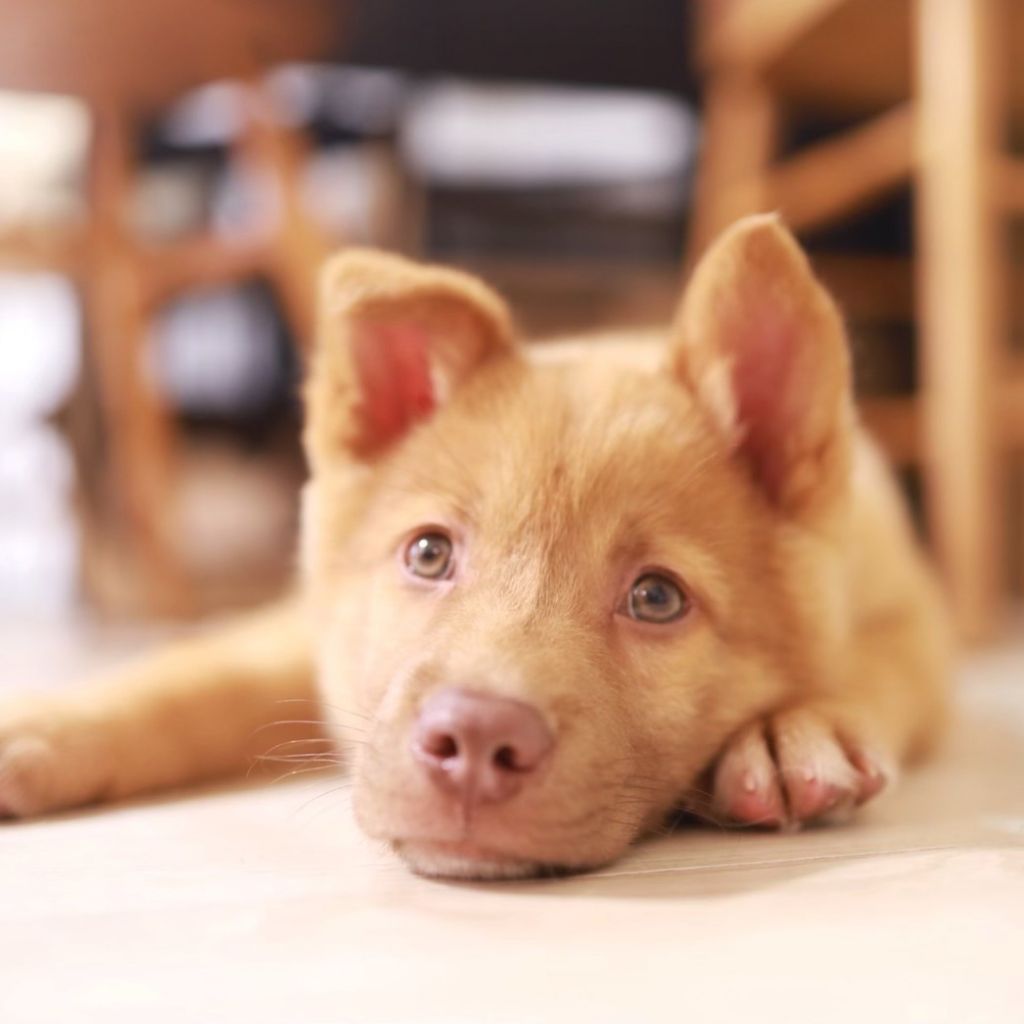 ミックス犬テルーくん 雑種 ミックス犬 Npo法人てとてとしっぽ 保護犬 保護猫の里親募集サイトならomusubi お結び