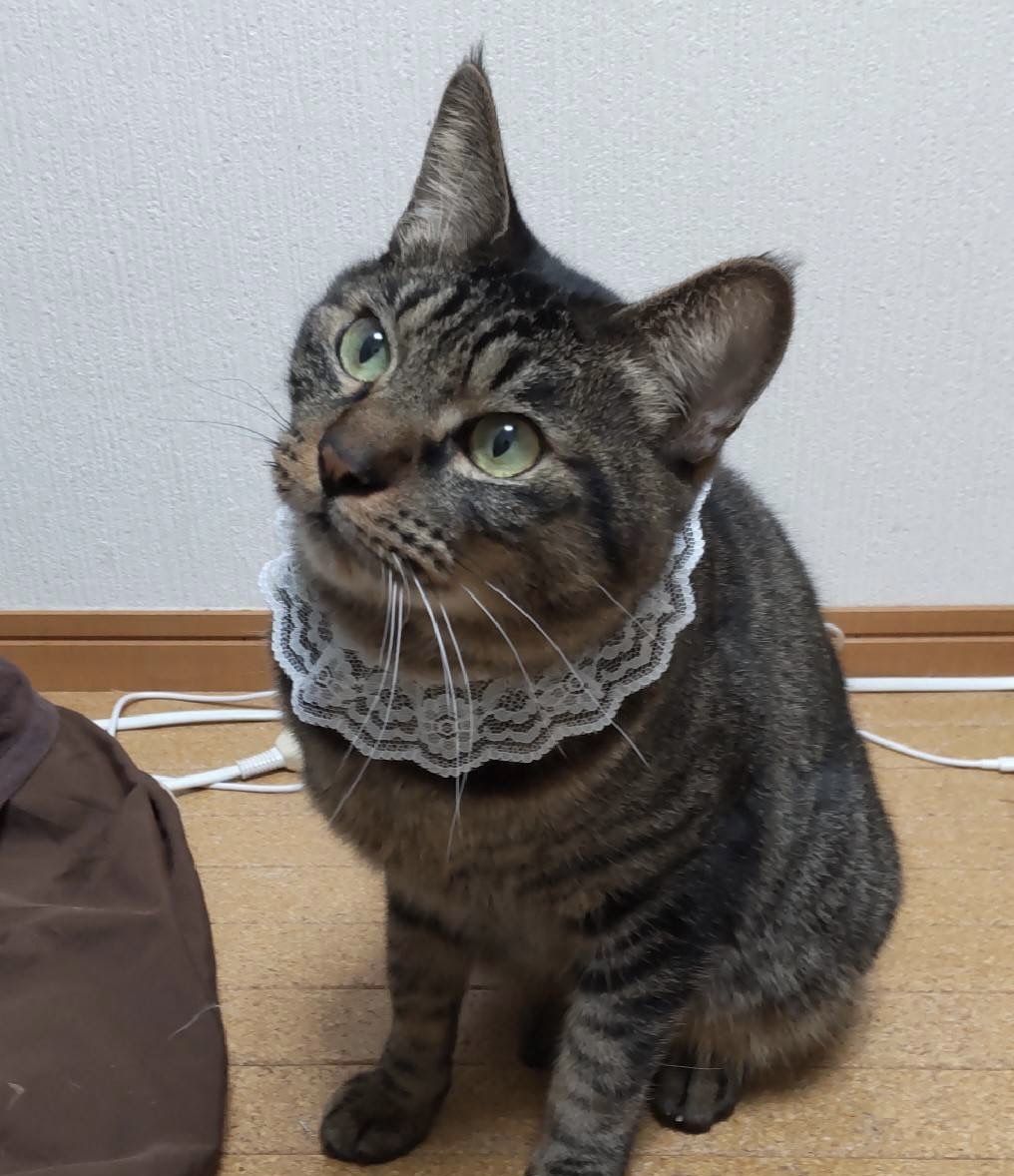 https://s3-ap-northeast-1.amazonaws.com/dev.ribbon-s3-jpn/image-pet-12748-20221124134247-0.jpeg