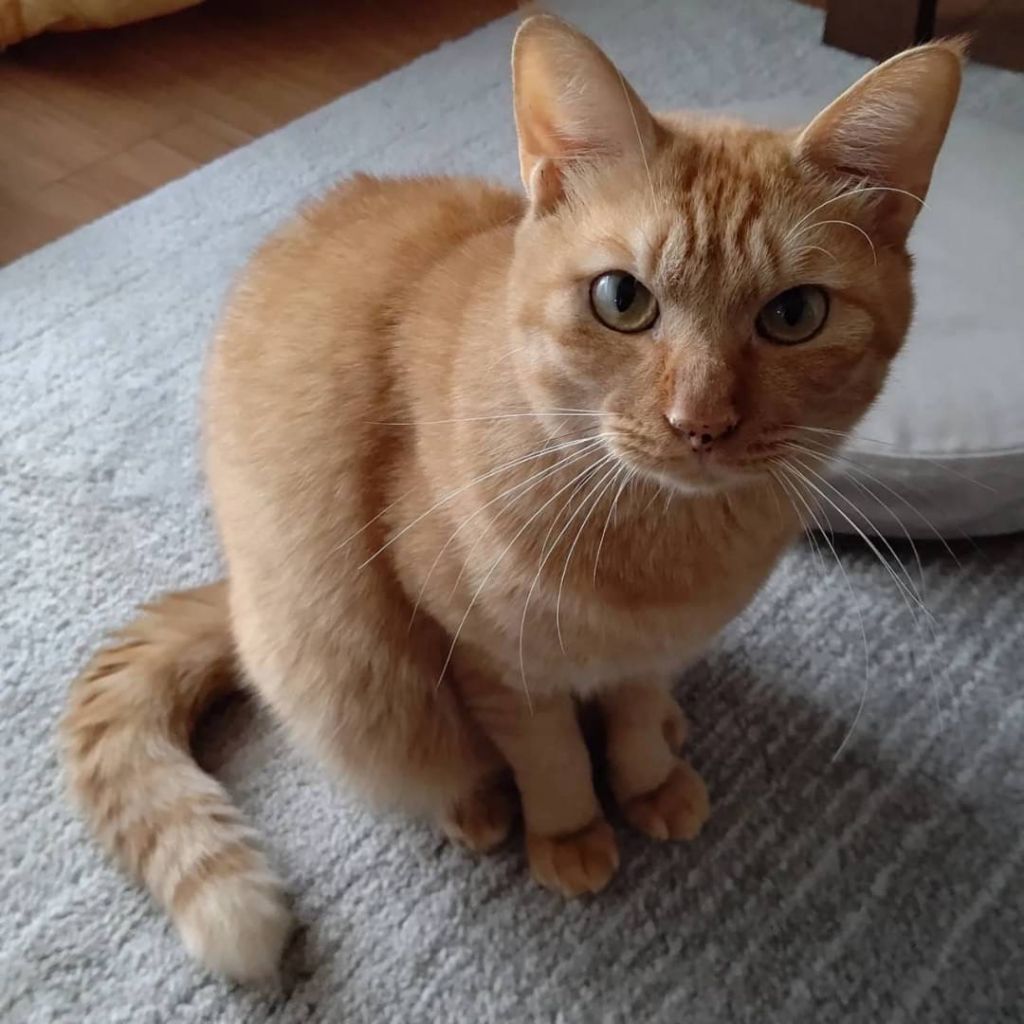 https://s3-ap-northeast-1.amazonaws.com/dev.ribbon-s3-jpn/image-pet-12751-20221026133824-0.jpeg