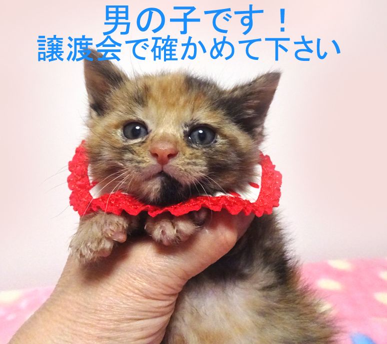 https://s3-ap-northeast-1.amazonaws.com/dev.ribbon-s3-jpn/image-pet-12783-20220501070612-0.jpeg