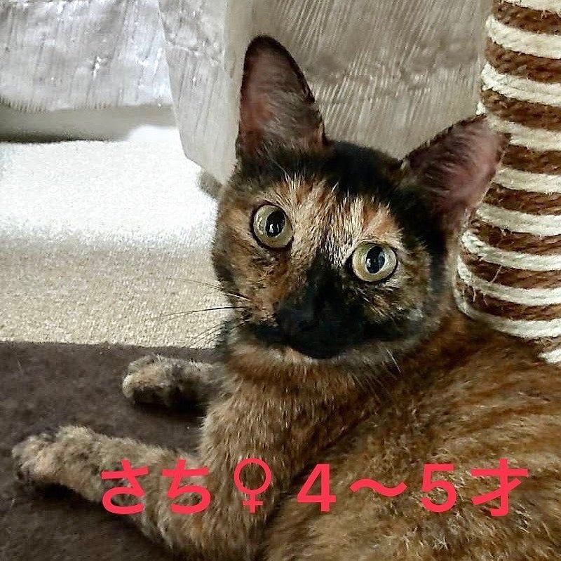 image-4