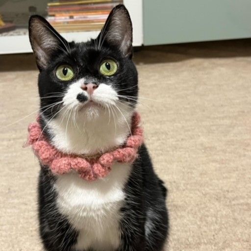 https://s3-ap-northeast-1.amazonaws.com/dev.ribbon-s3-jpn/image-pet-12853-20221101204051-0.jpeg