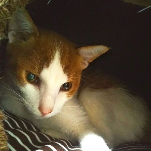 とにかく優しくて友好的なエムくん 雑種 ミックス猫 ミャオ ねこのおうち 保護犬 保護猫の里親募集サイトならomusubi お結び とにかく優しくて友好的なエムくん 雑種 ミックス猫 ミャオ ねこのおうち 保護犬 保護猫の里親募集サイトならomusubi お結び