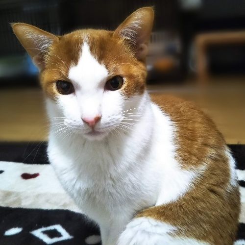 とにかく優しくて友好的なエムくん 雑種 ミックス猫 ミャオ ねこのおうち 保護犬 保護猫の里親募集サイトならomusubi お結び とにかく優しくて友好的なエムくん 雑種 ミックス猫 ミャオ ねこのおうち 保護犬 保護猫の里親募集サイトならomusubi お結び