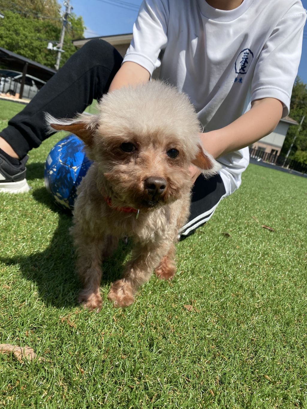 https://s3-ap-northeast-1.amazonaws.com/dev.ribbon-s3-jpn/image-pet-12928-20220513061044-0.jpeg