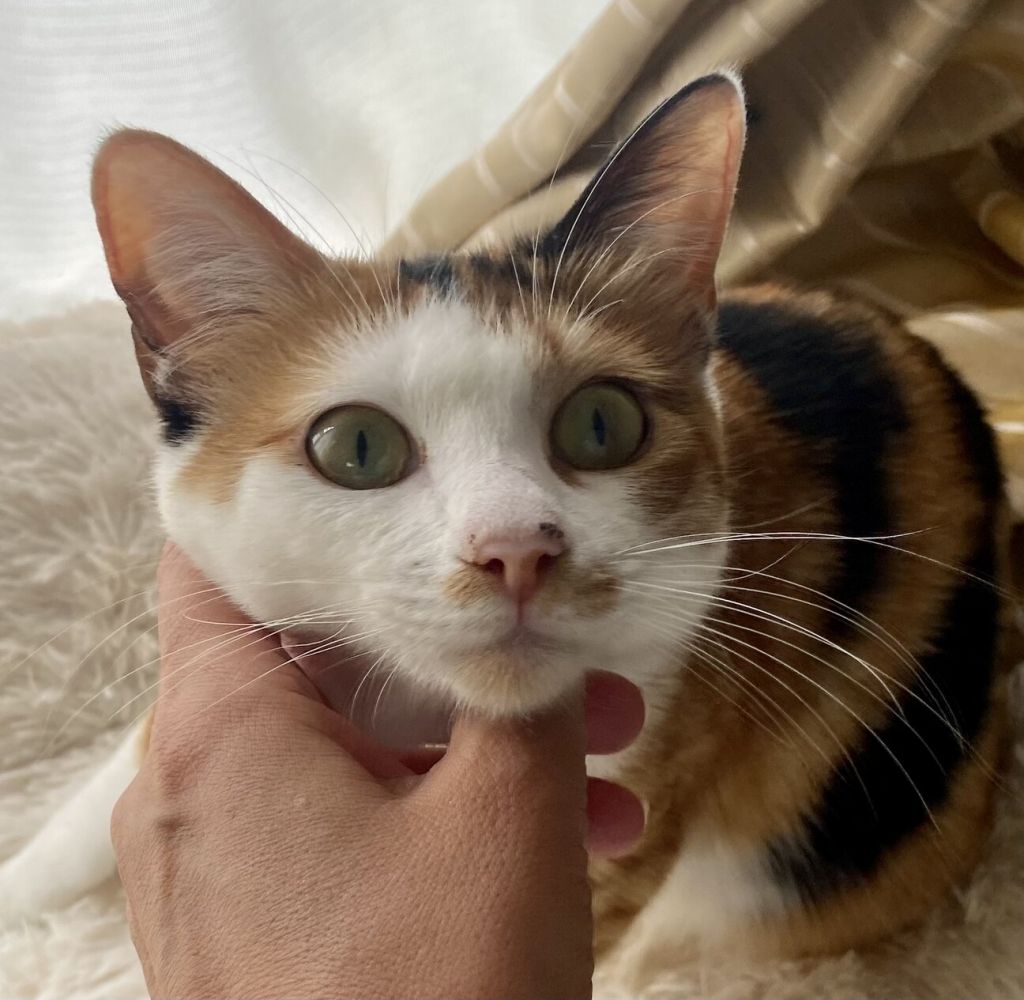 https://s3-ap-northeast-1.amazonaws.com/dev.ribbon-s3-jpn/image-pet-12970-20220515195142-0.jpeg