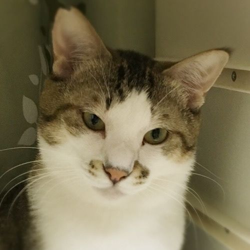 https://s3-ap-northeast-1.amazonaws.com/dev.ribbon-s3-jpn/image-pet-13074-20220522123544-0.jpeg