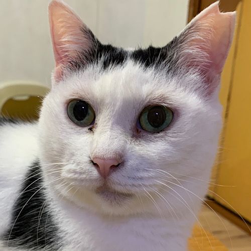 https://s3-ap-northeast-1.amazonaws.com/dev.ribbon-s3-jpn/image-pet-13075-20220522124115-0.jpeg