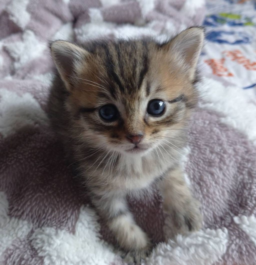 かわいい 生後約3週齢の子猫ドット 代理投稿 雑種 ミックス猫 ななのいえ 保護犬 保護猫の里親募集サイトならomusubi お結び