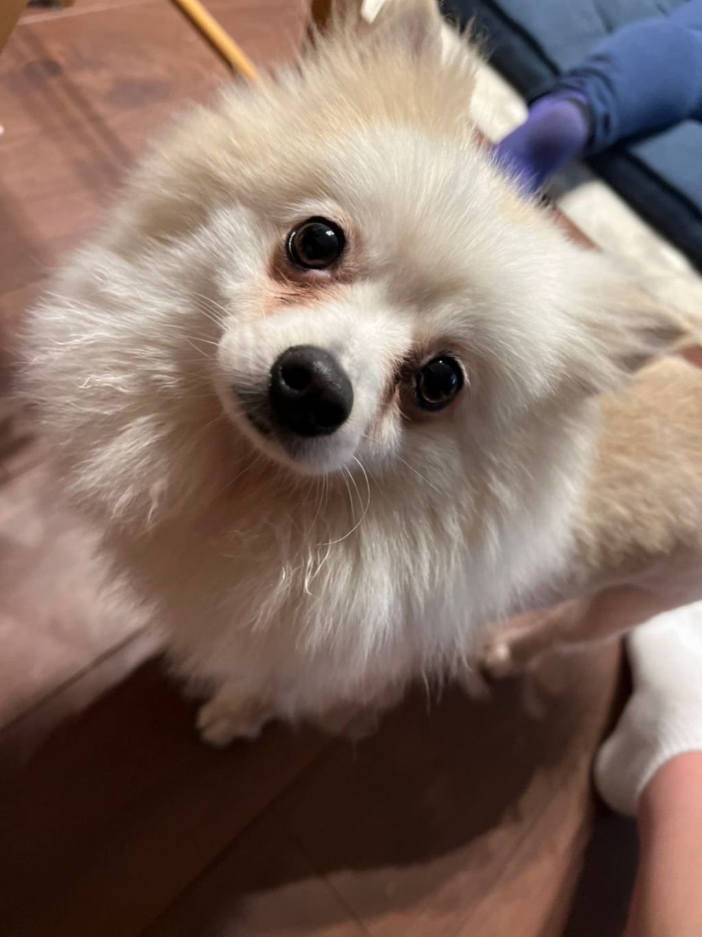 https://s3-ap-northeast-1.amazonaws.com/dev.ribbon-s3-jpn/image-pet-13166-20220528123727-0.jpeg