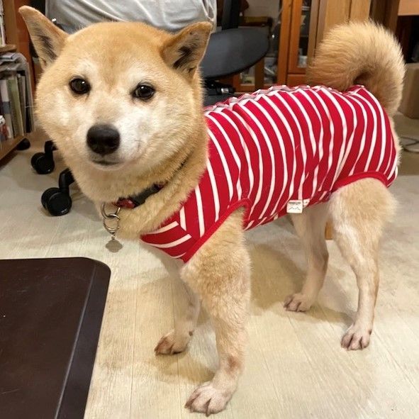 https://s3-ap-northeast-1.amazonaws.com/dev.ribbon-s3-jpn/image-pet-13244-20220531202648-0.jpeg