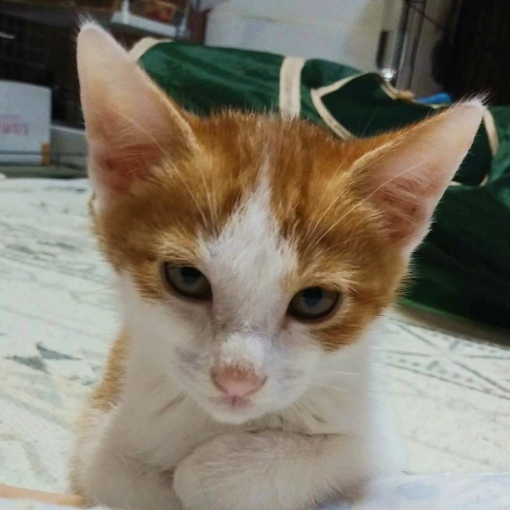 https://s3-ap-northeast-1.amazonaws.com/dev.ribbon-s3-jpn/image-pet-13288-20220604053943-0.jpeg