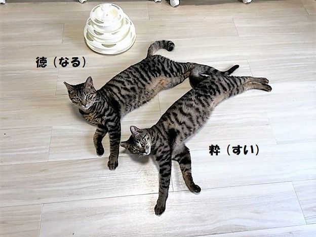 image-4