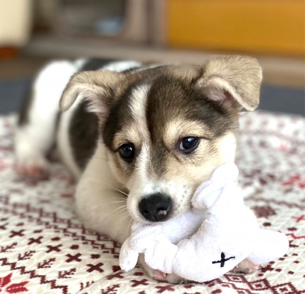 子犬の女の子 人懐こい美人さん 皆んなメロメロ間違いなしです 雑種 ミックス犬 一般社団法人sora小さな命を救う会 保護犬 保護猫の里親募集サイトならomusubi お結び