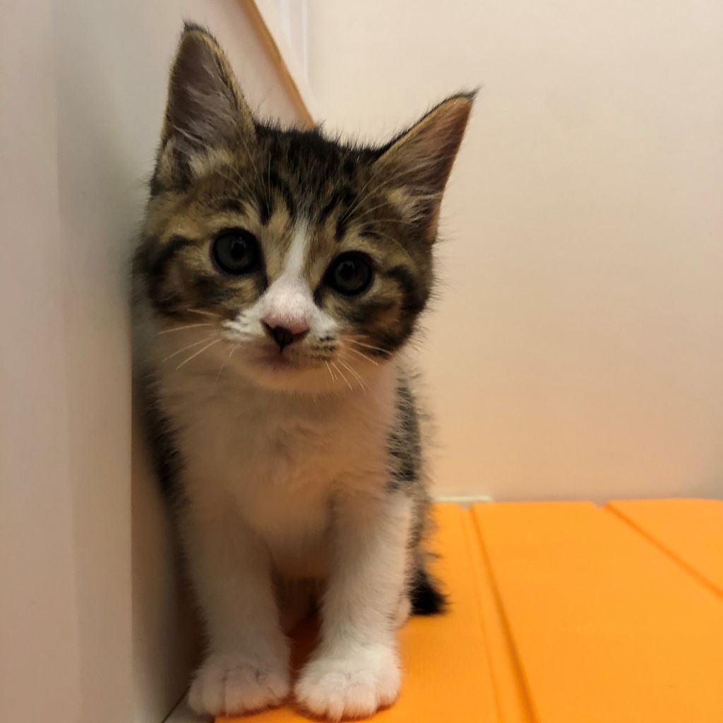 コロコロキュートなキジ白子猫 雑種 ミックス猫 一般財団法人 犬猫生活福祉財団 保護犬 保護猫 の里親募集サイトならomusubi お結び