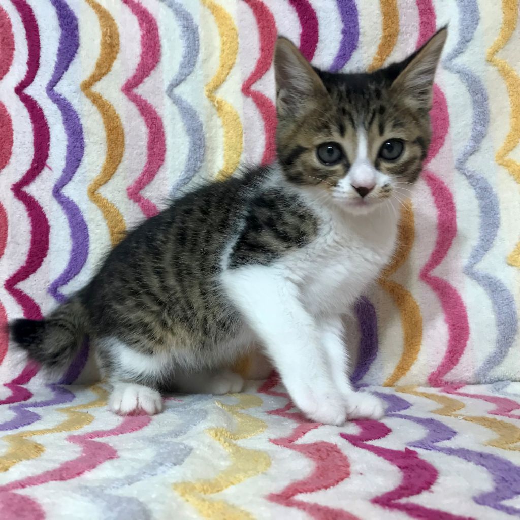 コロコロキュートなキジ白子猫 雑種 ミックス猫 一般財団法人 犬猫生活福祉財団 保護犬 保護猫 の里親募集サイトならomusubi お結び