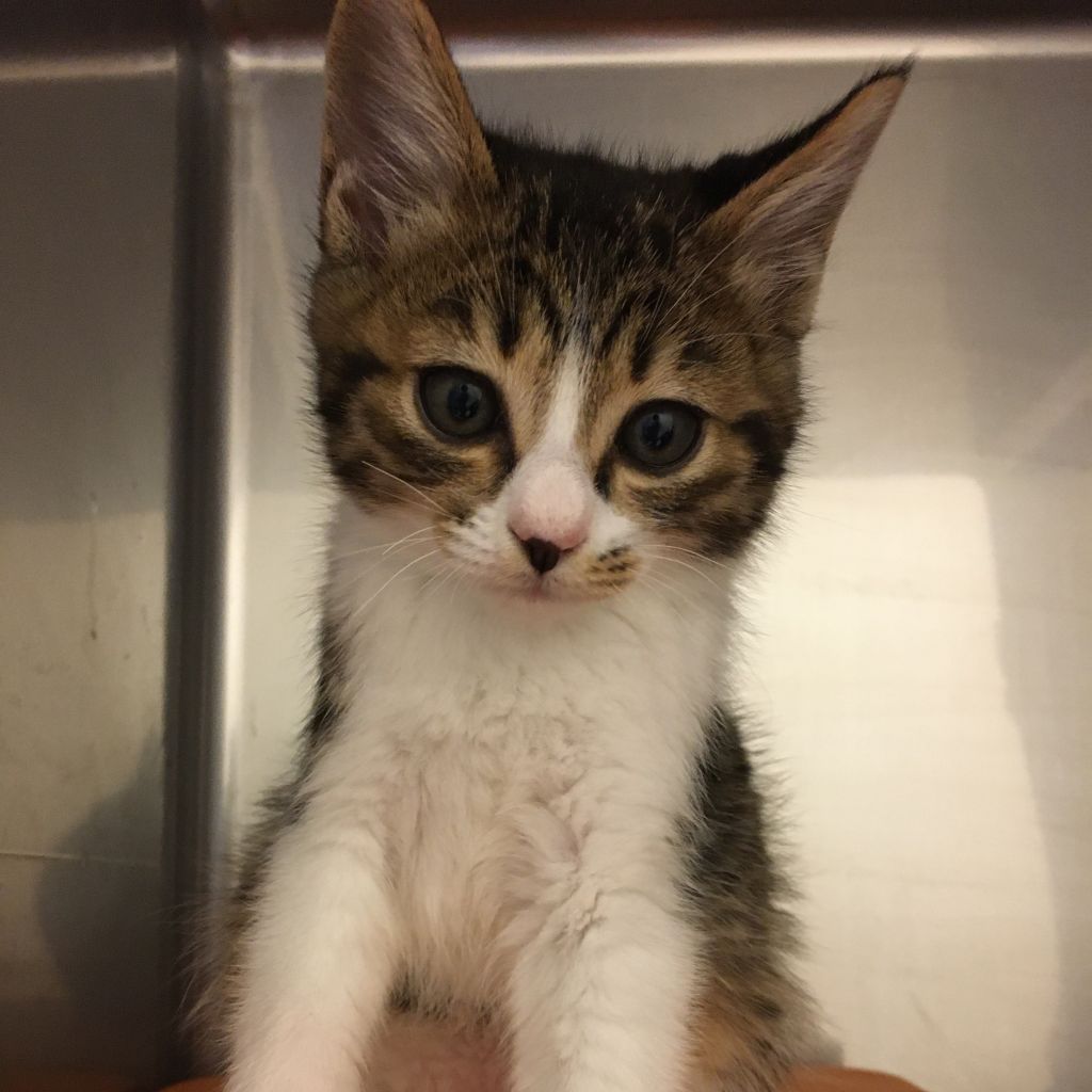 コロコロキュートなキジ白子猫 雑種 ミックス猫 一般財団法人 犬猫生活福祉財団 保護犬 保護猫 の里親募集サイトならomusubi お結び