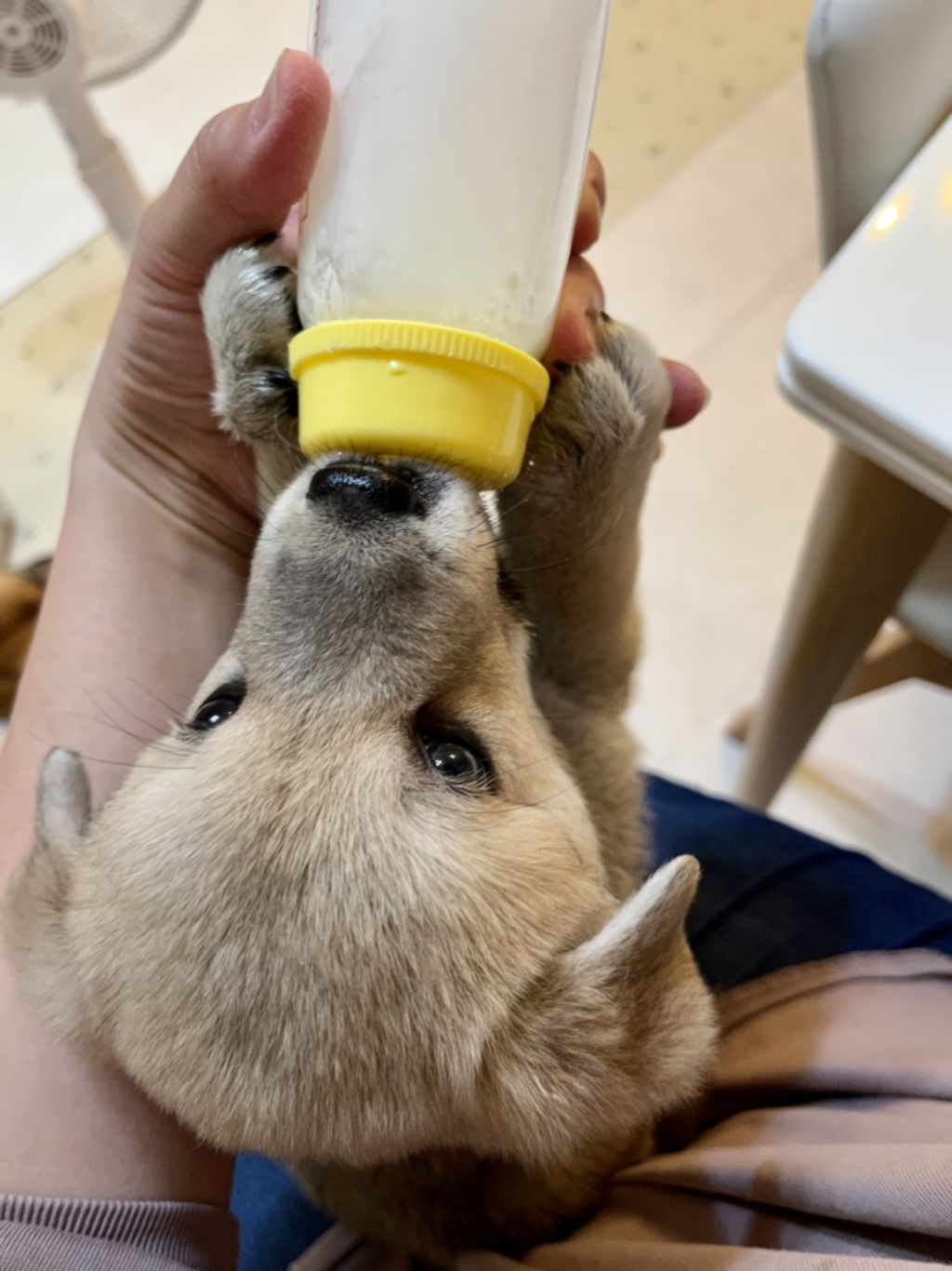 人もわんこも大好きミックス犬の男の子 雑種 ミックス犬 特定非営利活動法人アグリドッグレスキュー 保護犬 保護猫の里親募集サイトならomusubi お結び