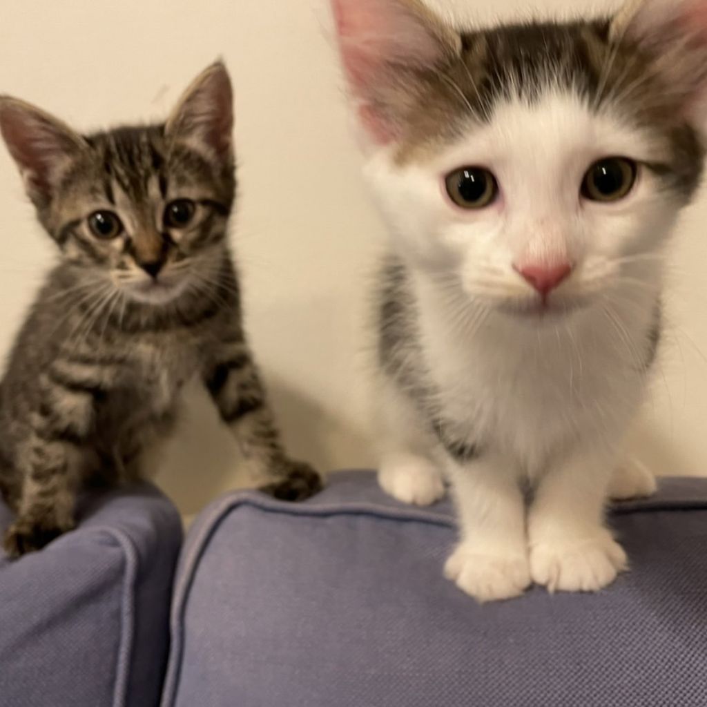 9 11芝浦譲渡会 4 13生 元気いっぱい長毛mix兄妹 雑種 ミックス猫 みなとねこ 保護犬 保護猫 の里親募集サイトならomusubi お結び