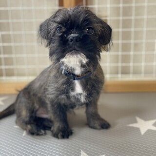 https://s3-ap-northeast-1.amazonaws.com/dev.ribbon-s3-jpn/image-pet-13468-20220612144759-0.jpeg