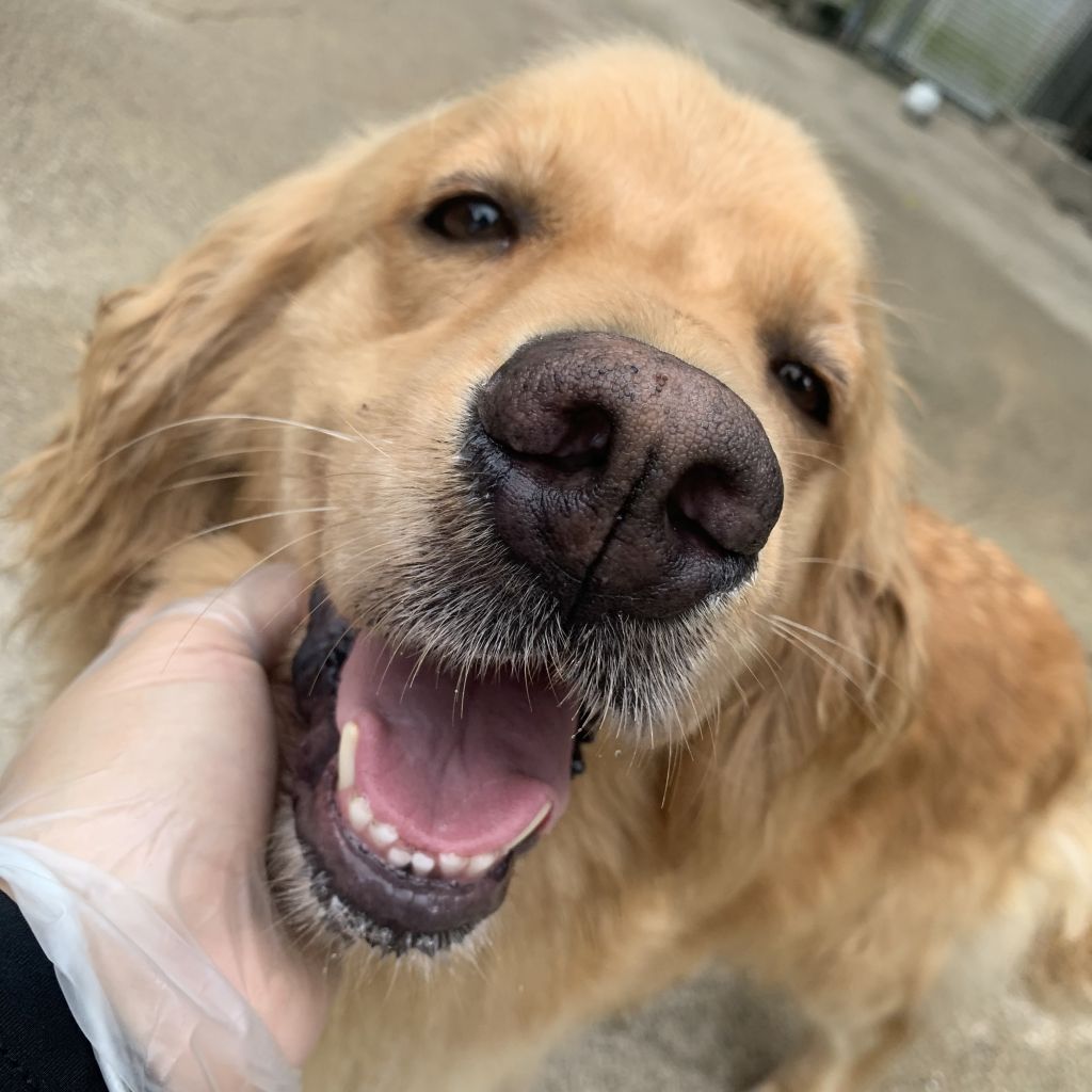 カールが可愛いシャネルです ゴールデン レトリーバー おっぽの会 保護犬 保護猫の里親募集サイトならomusubi お結び