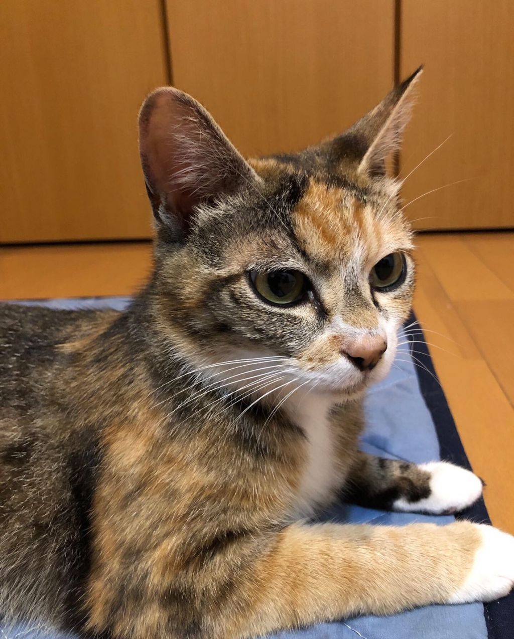 小顔でお目々バッチリ美人過ぎるママ猫 雑種 ミックス猫 平井小松川shippoの会 保護犬 保護猫 の里親募集サイトならomusubi お結び 小顔でお目々バッチリ美人過ぎるママ猫 雑種 ミックス猫 平井小松川shippoの会 保護犬 保護猫 の里親募集サイトならomusubi お結び