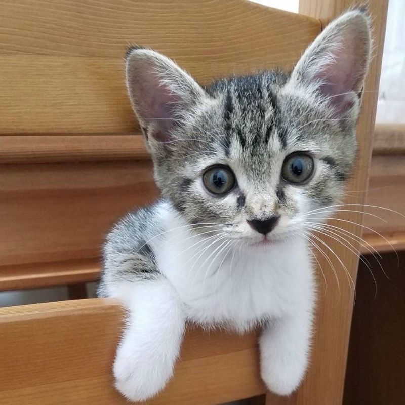 https://s3-ap-northeast-1.amazonaws.com/dev.ribbon-s3-jpn/image-pet-13610-20220709170405-0.jpeg